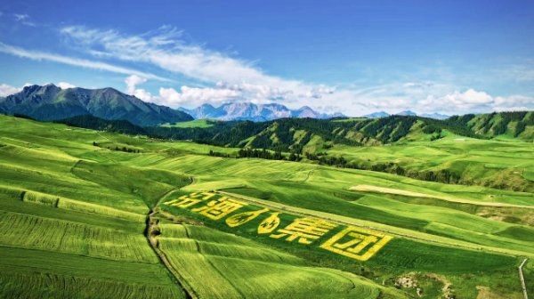 博大策略 “汾酒第一车间”锚定新疆奇台:深入大麦之乡，“粮心”与种业双向奔赴!